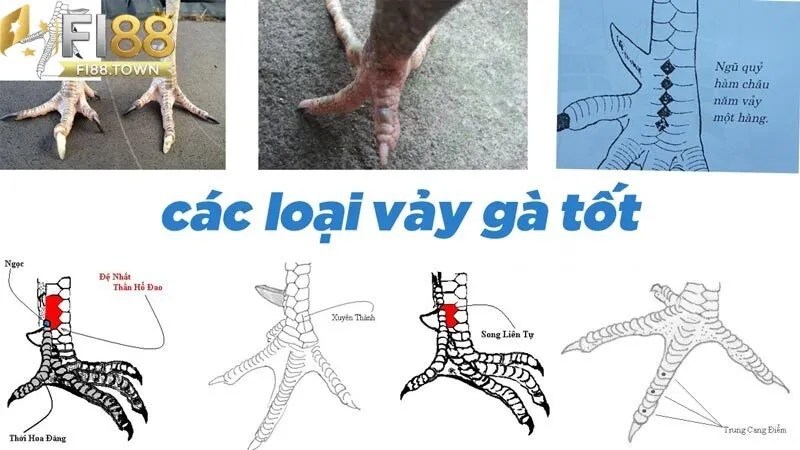 Xem Vảy Gà Fi88 - Bí Quyết Chọn Gà Chiến Thắng Từ Chuyên Gia - id Hướng dẫn chi tiết cách xem và phân tích vảy gà tại Fi88